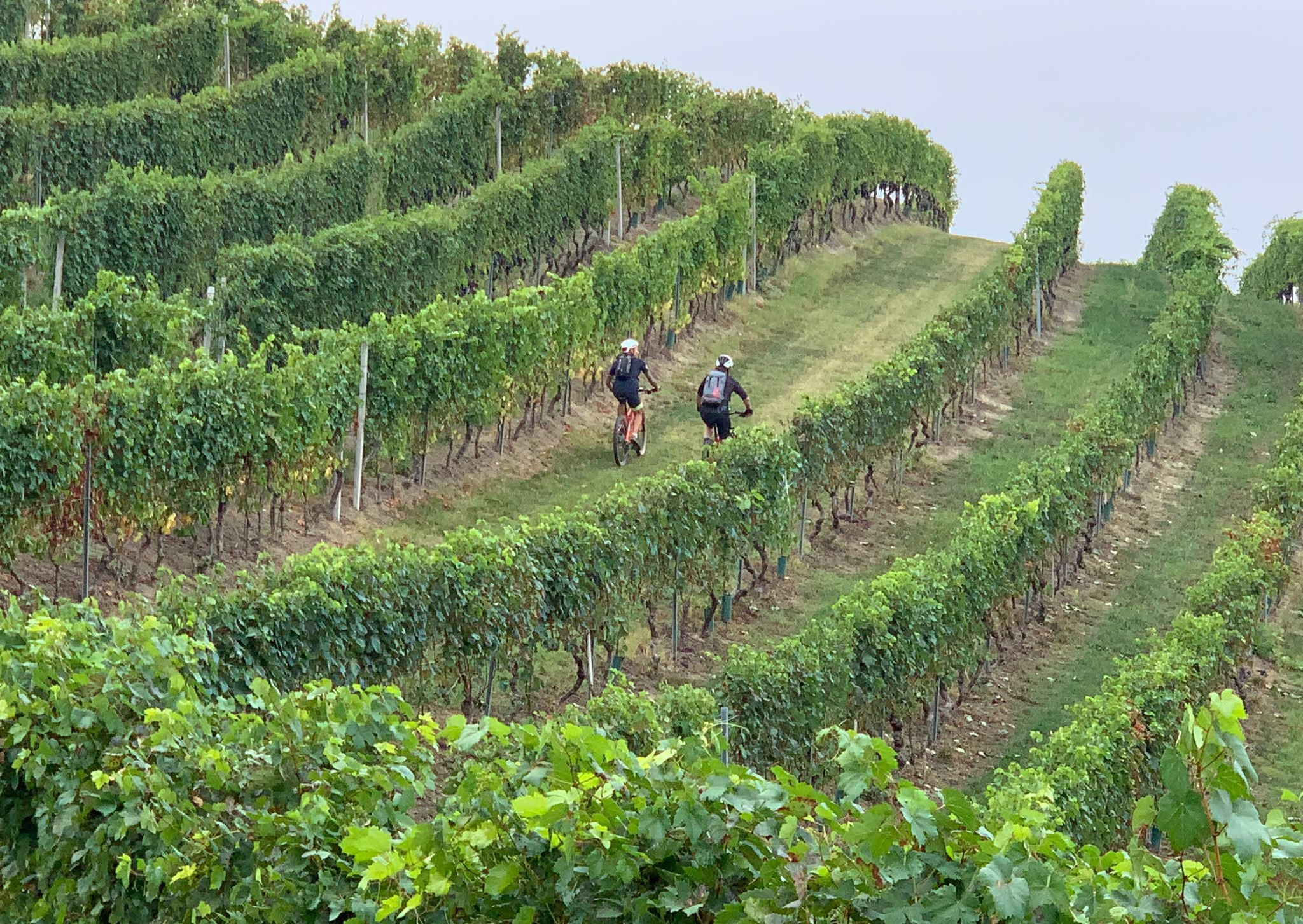 E-Bike Tour tra i Vigneti del Barolo