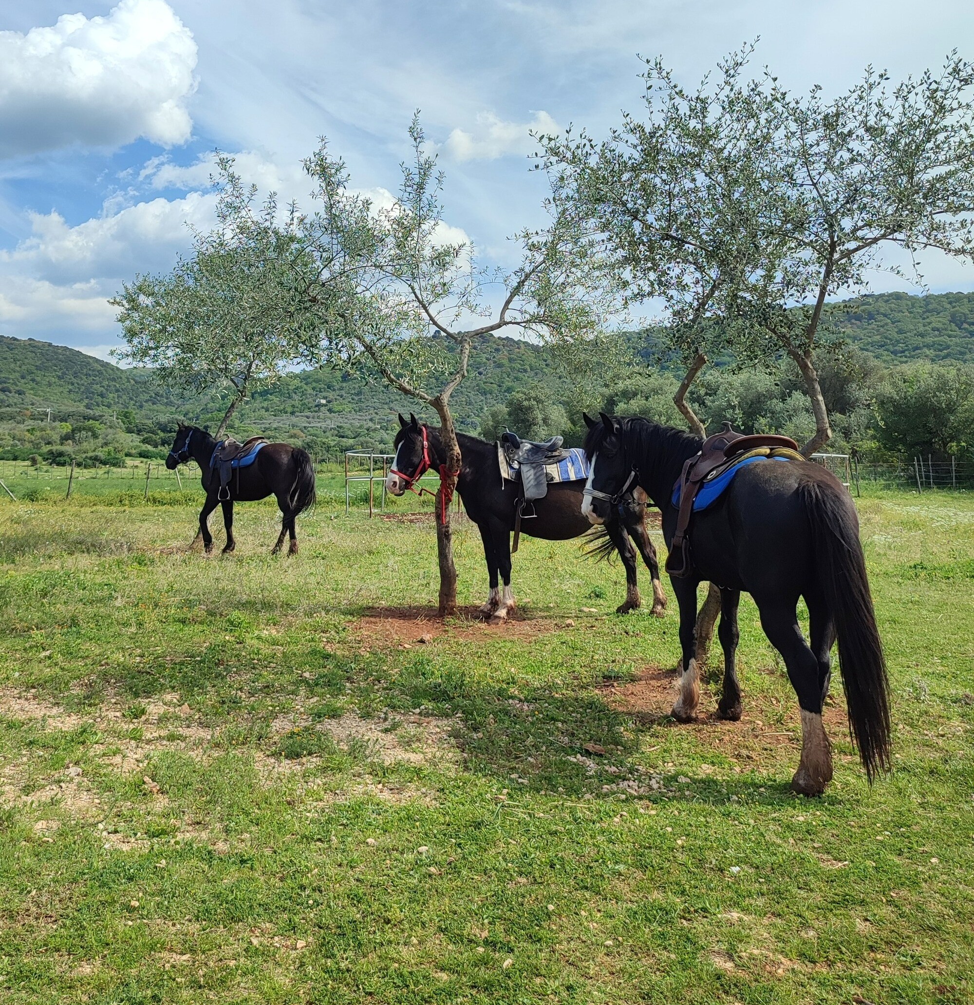 Passeggiata a Cavallo nel Parco Nazionale del Gargano