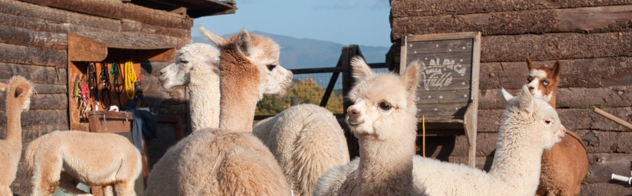 Passeggiata con gli Alpaca ad Anghiari vicino Arezzo