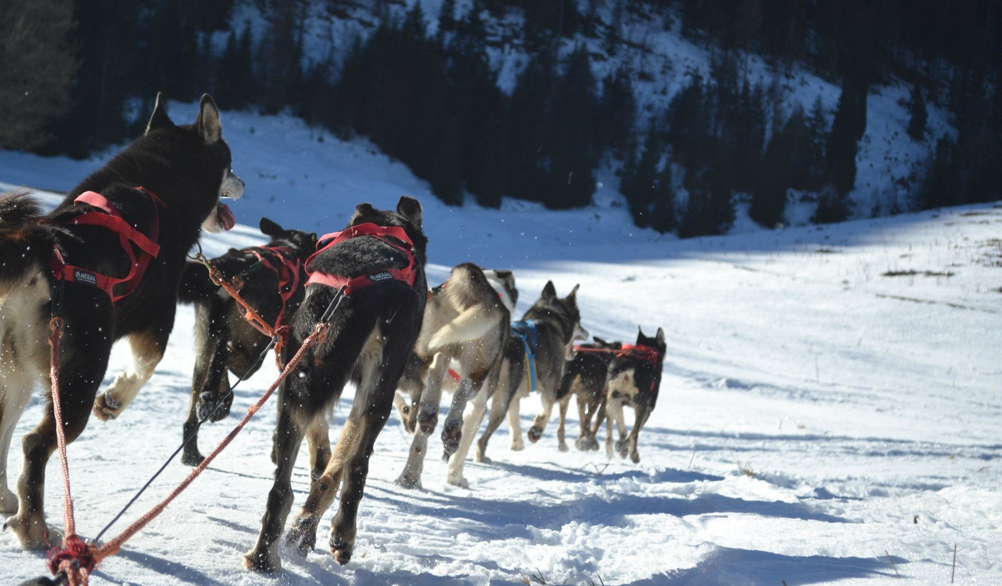Sleddog a Madonna di Campiglio in Trentino