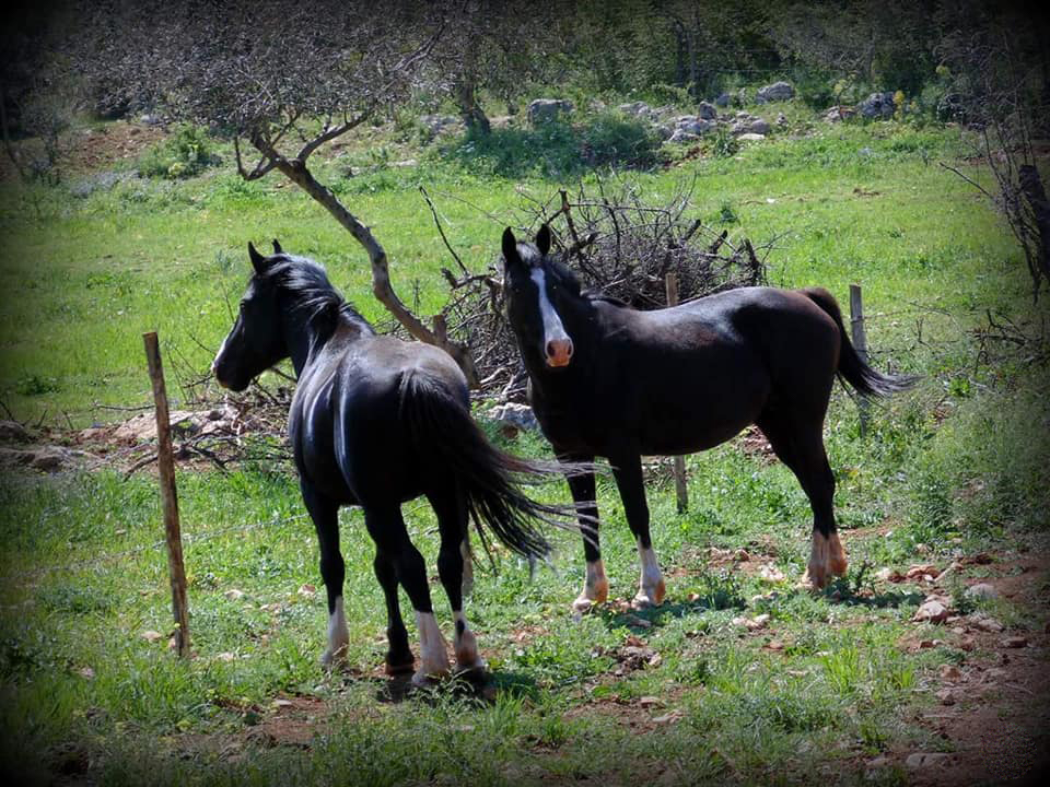 Passeggiata a Cavallo nel Parco Nazionale del Gargano